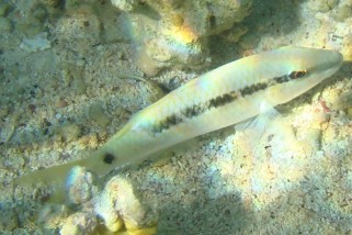 Parupeneus forsskali - Rotmeer-Barbe (Forsskals Barbe)